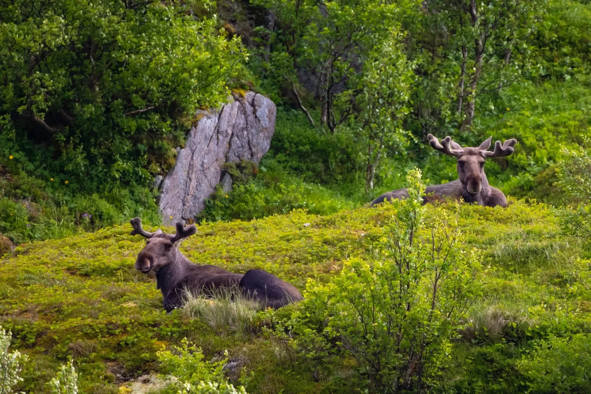Moose resting in the hillside