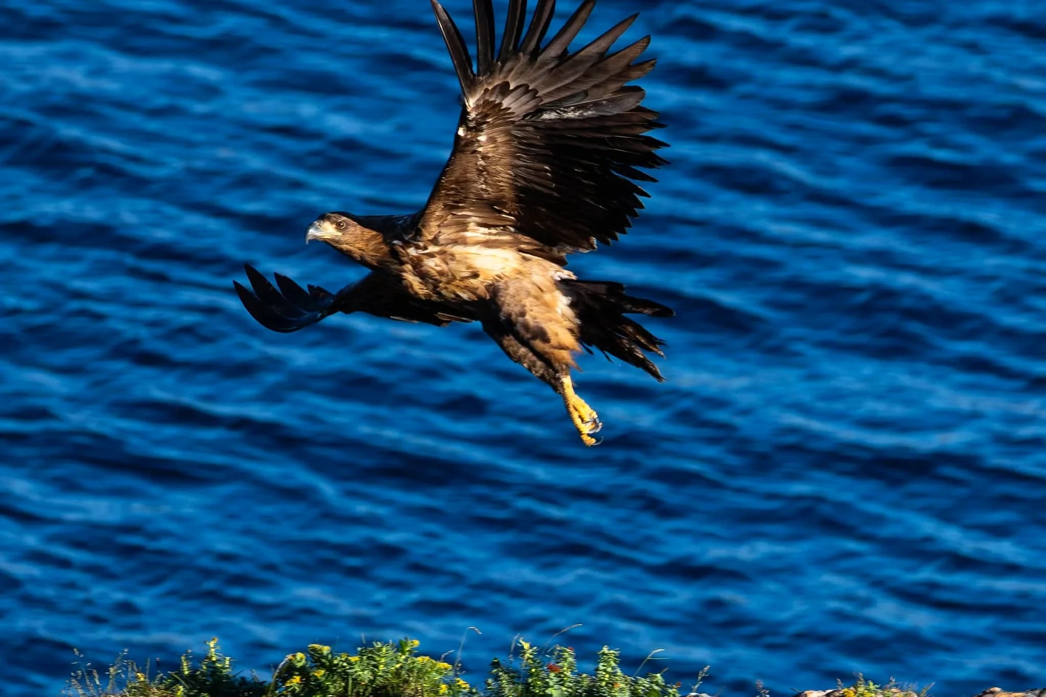 Sea eagle in flight