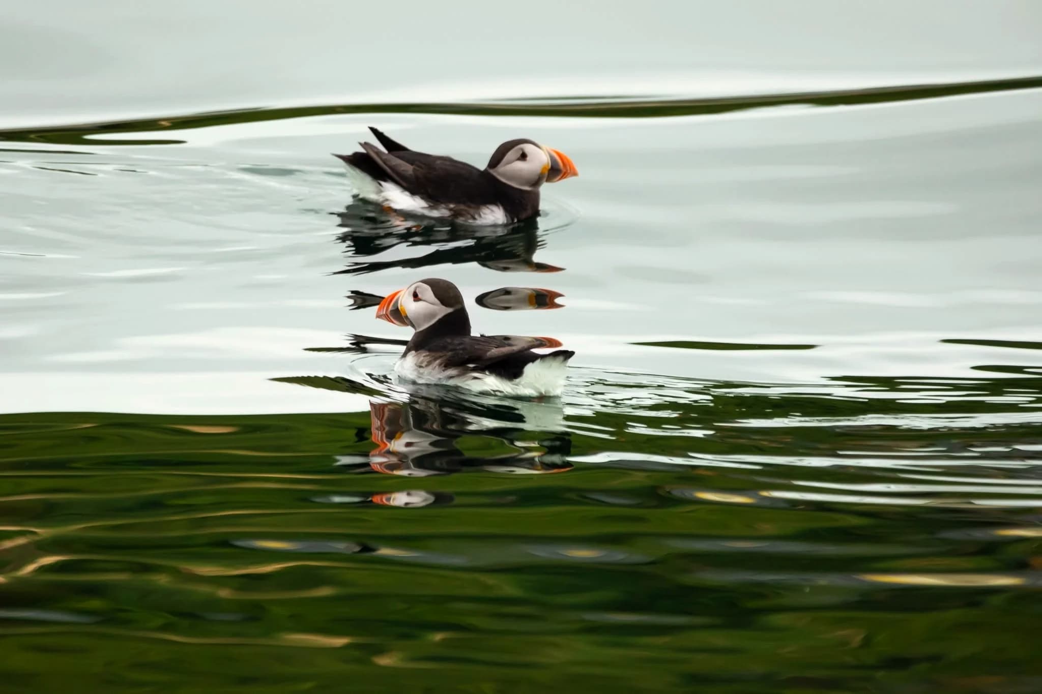 Puffins on the water