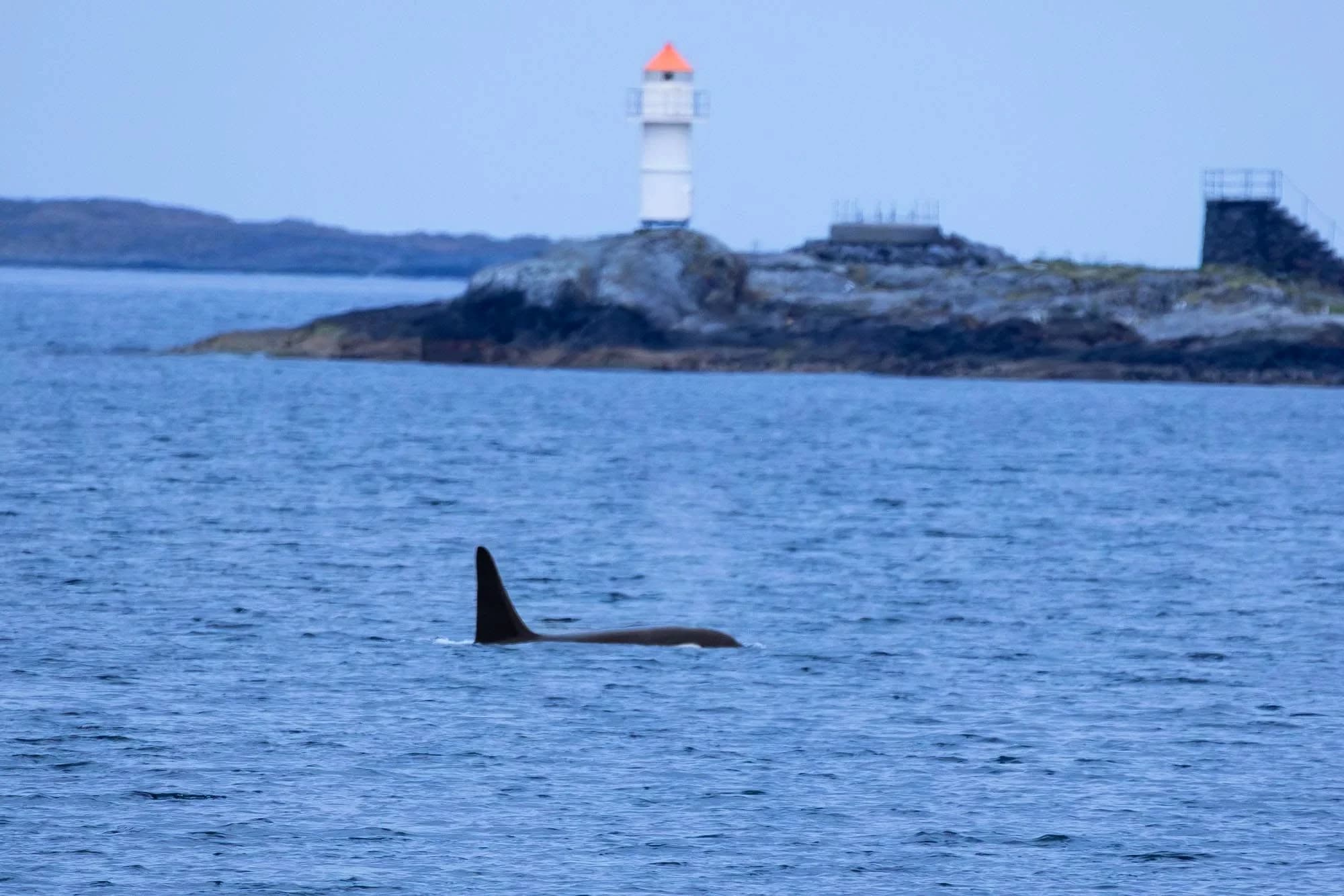 Orca by the lighthouse