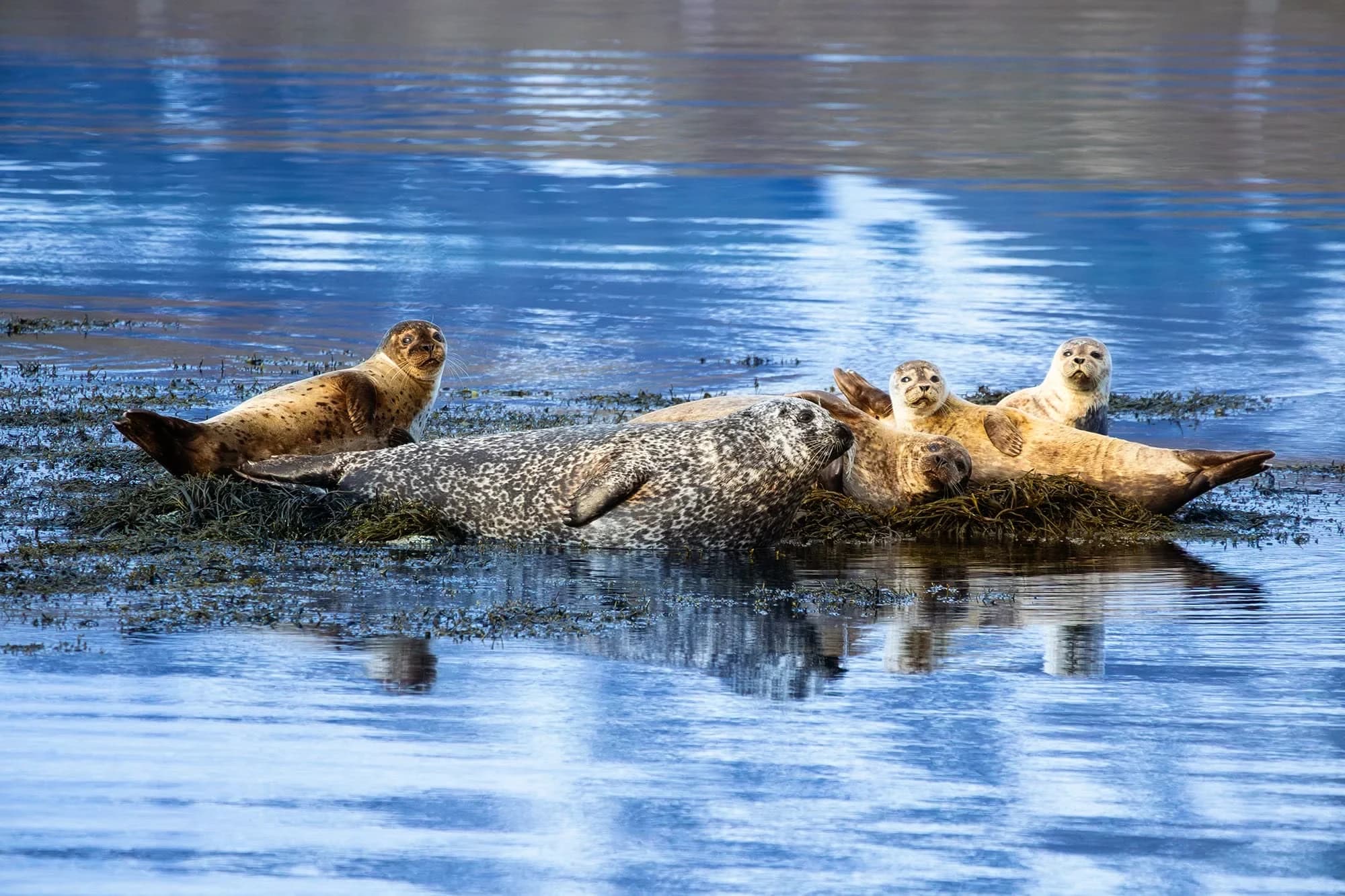 Harbour seals on a skerry